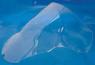 AIRBLADE SCRH035 BULLE CLEAR HONDA CBR 929 RR 2000-2001*